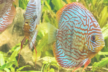 Finest Fish Food